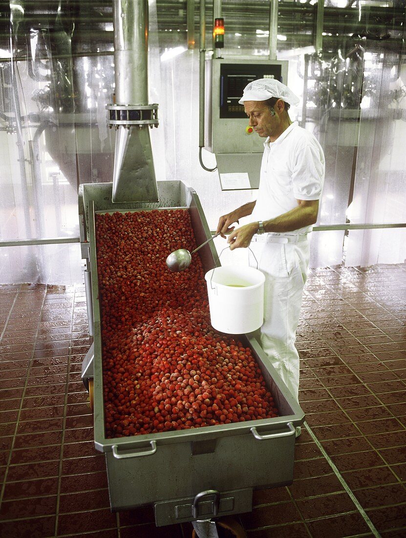 Processing frozen strawberries in jam factory