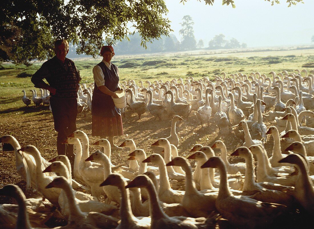 Goose breeding in Lower Saxony