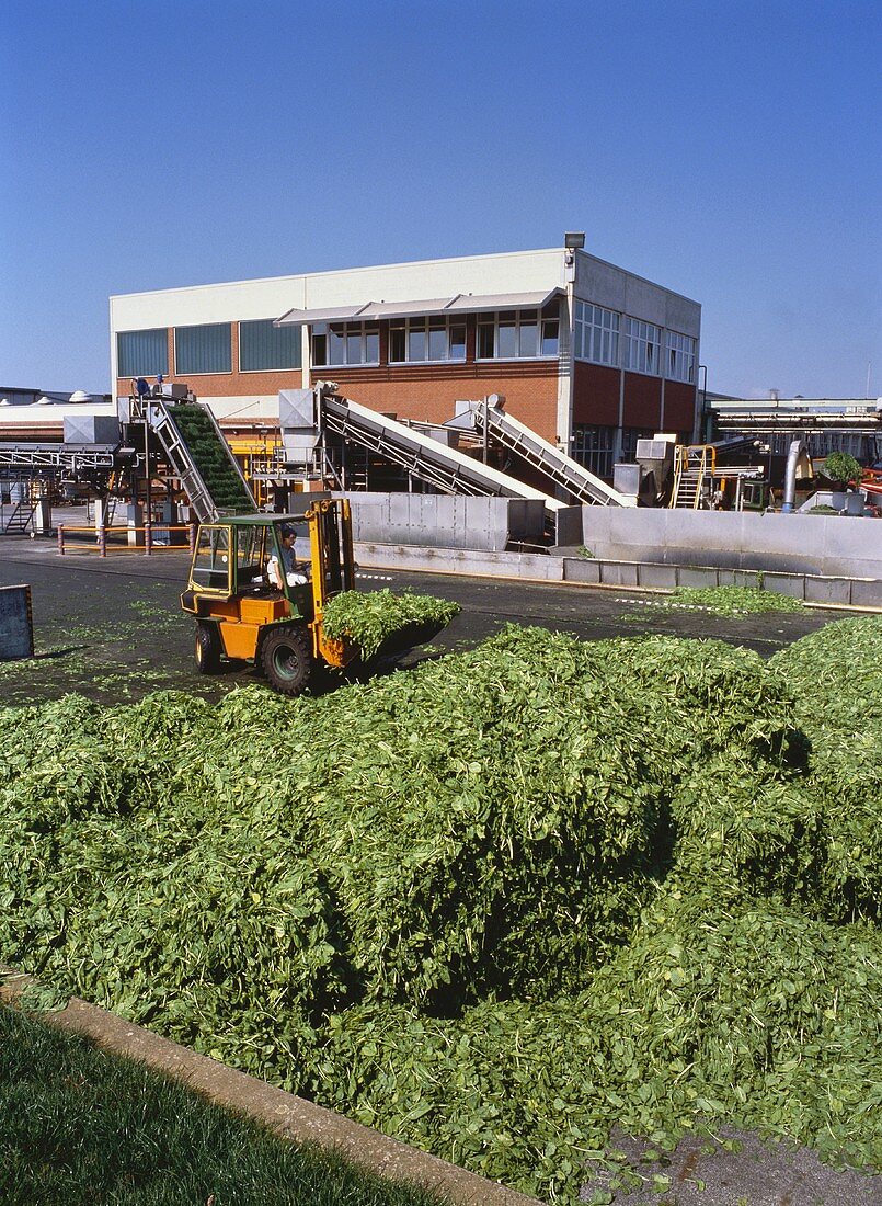 Fresh spinach being transported into frozen food factory