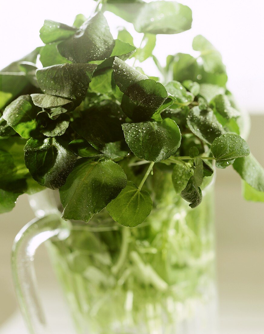 Cress in a water jug