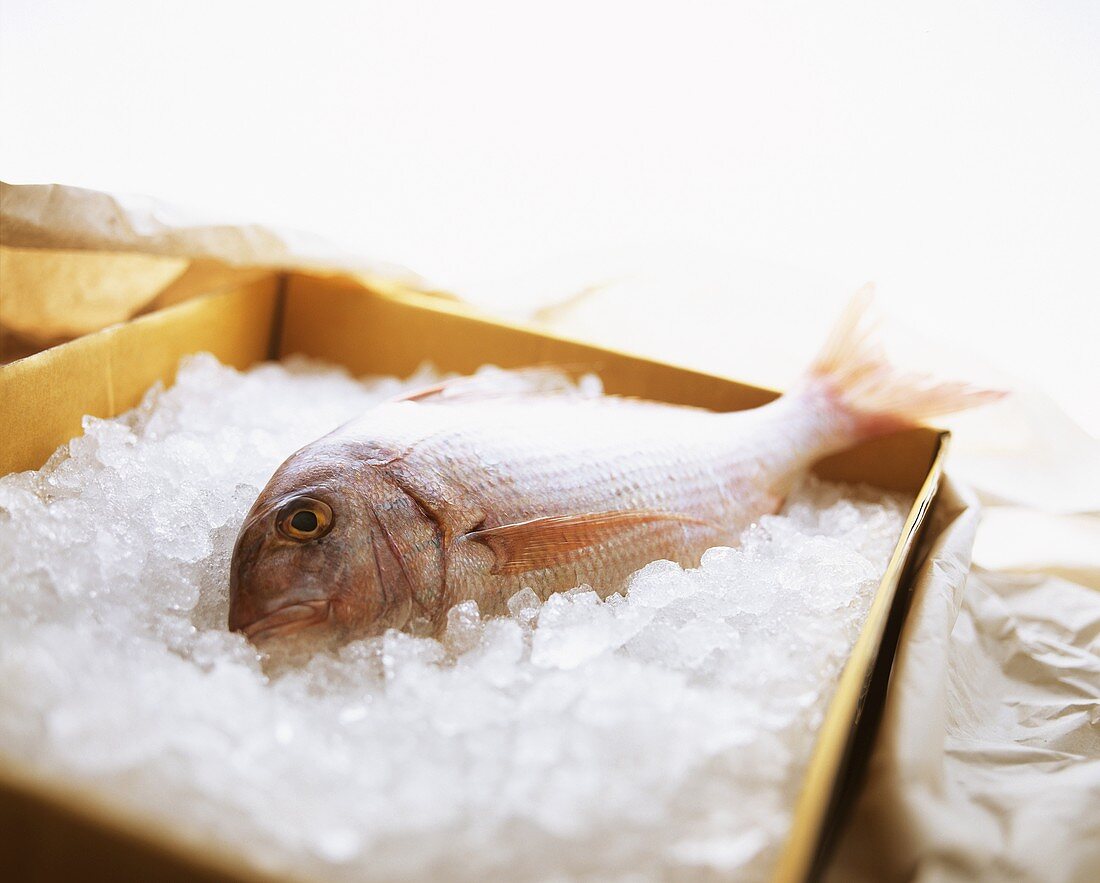Red mullet on crushed ice in a crate