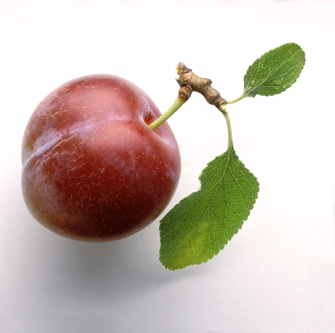 Plum with Stem