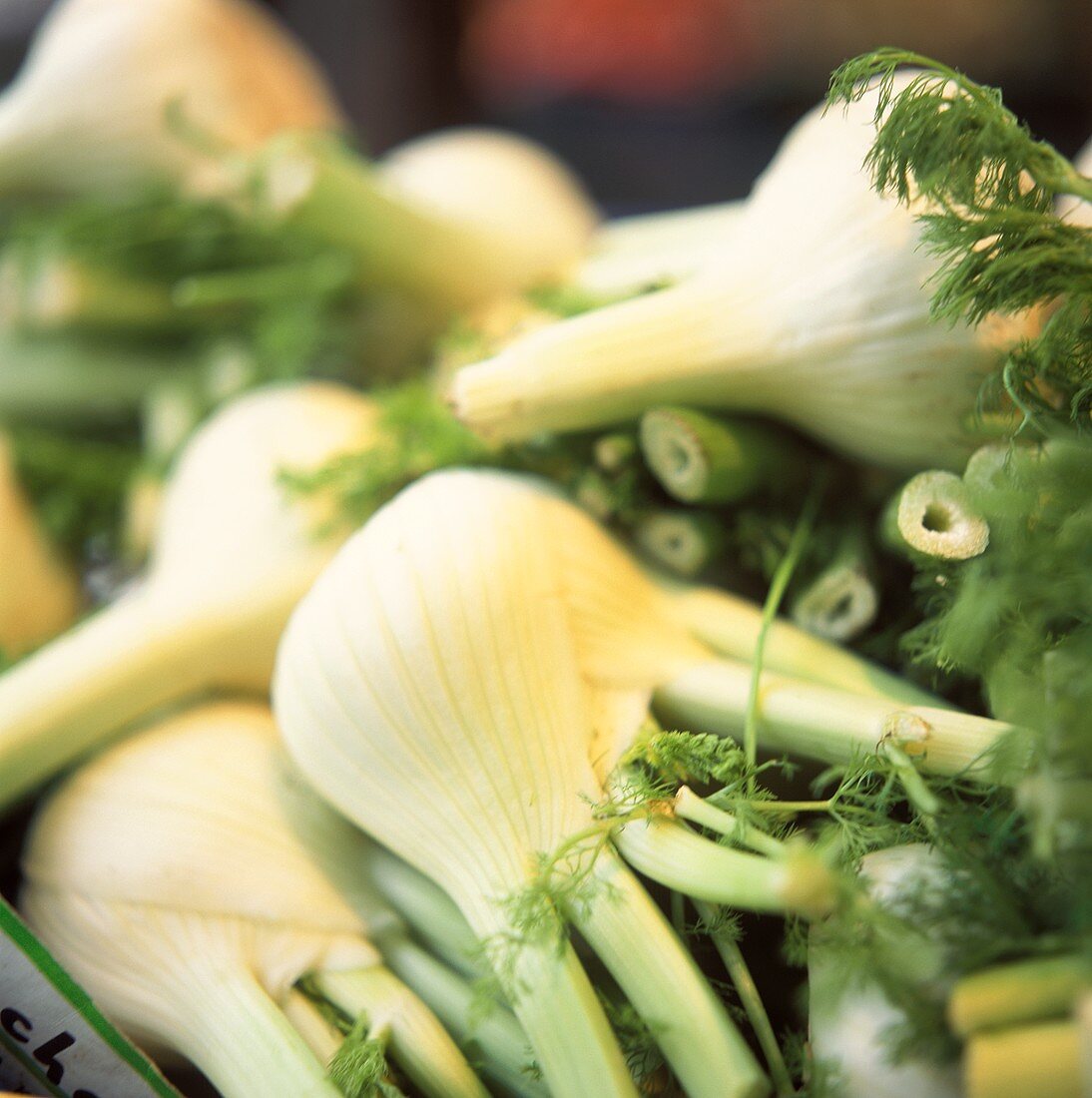 Frischer Fenchel auf dem Markt