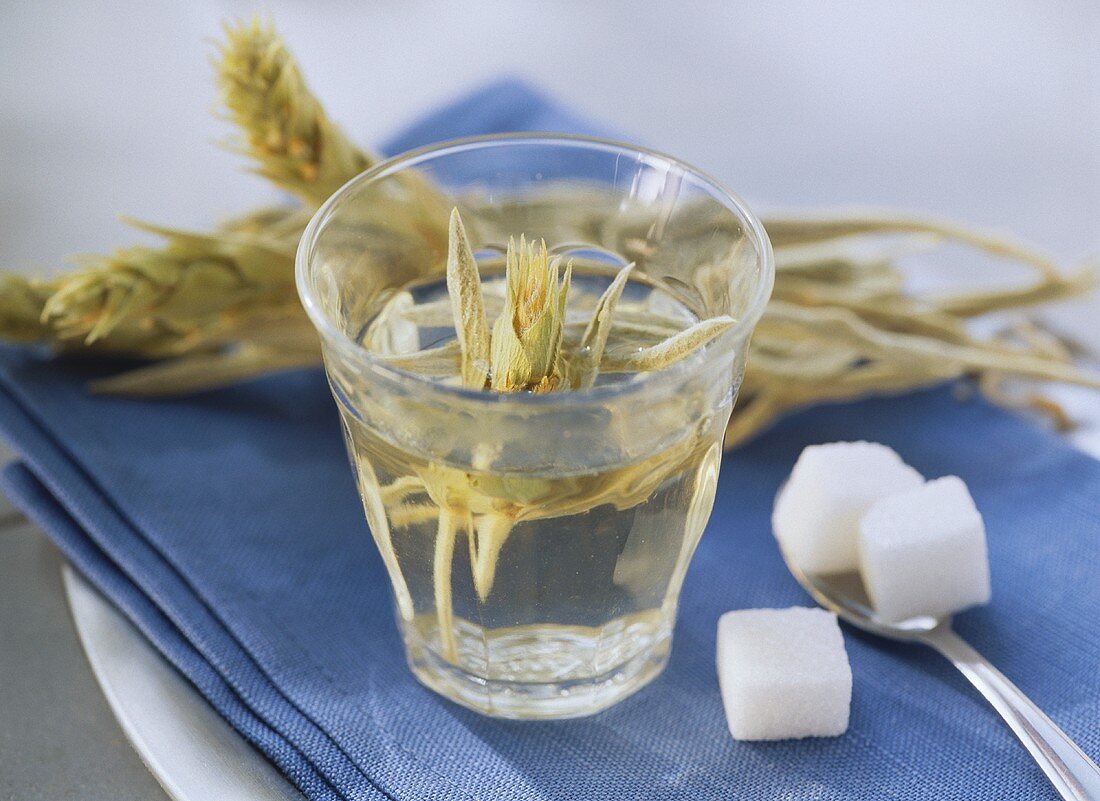 Griechischer Bergtee in einem Glas; Zuckerwürfel auf Löffel