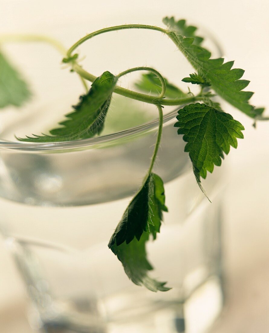 Brennesselblätter im Wasserglas