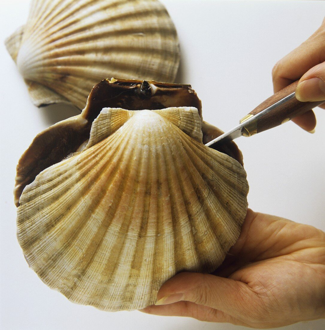 Opening a scallop