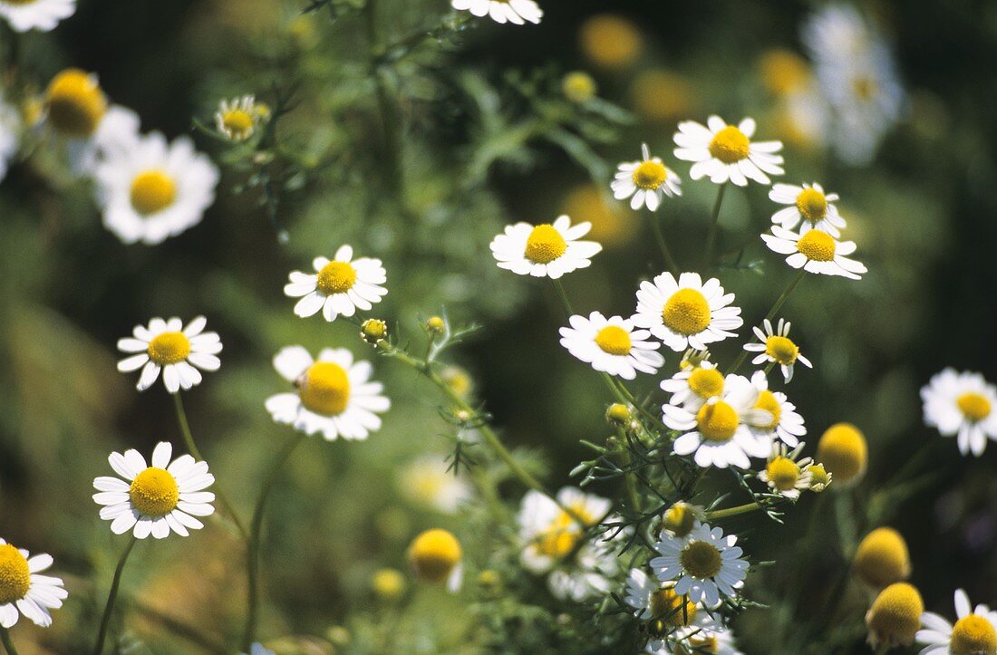Camomile flowers in the open air