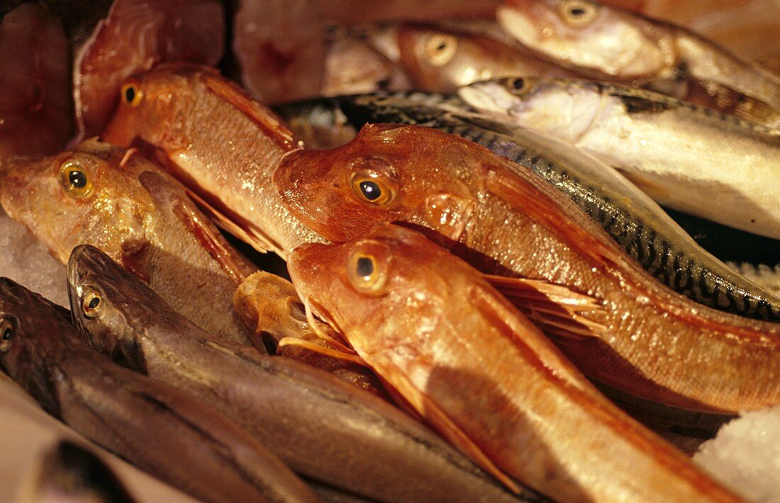 Verschiedene frische Meerwasserfische