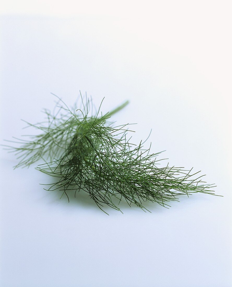 A Sprig of Dill