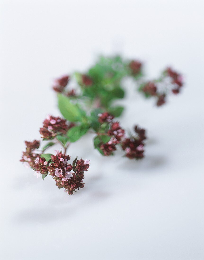 Frischer Majoran mit Blüten