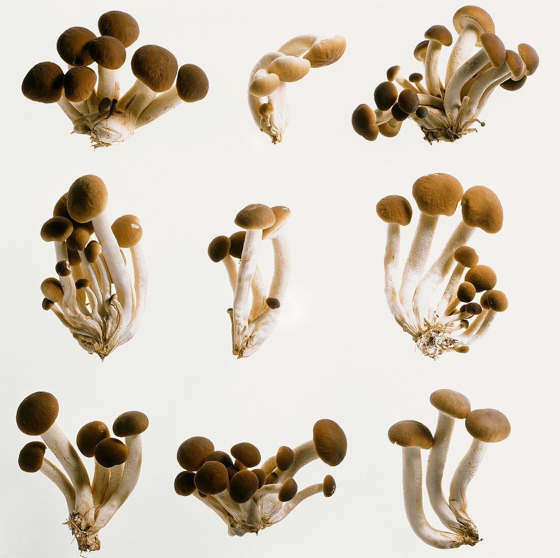 Hallimasch-Pilze auf weißem Untergrund