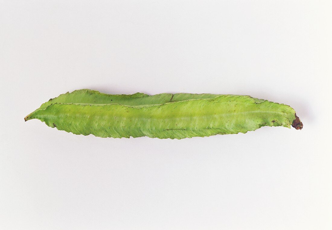 Asparagus pea on white background