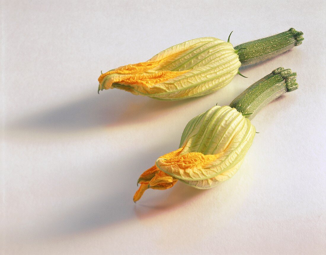 Zwei Zucchiniblüten