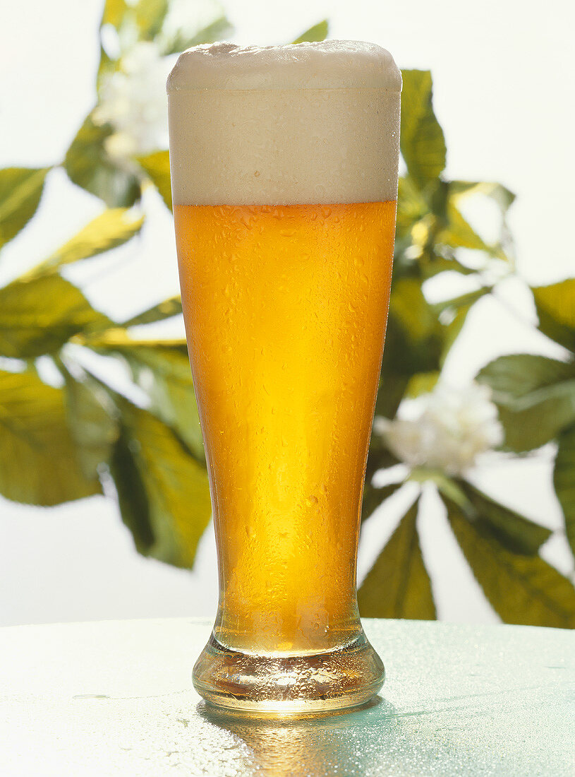 A Glass of Wheat Beer