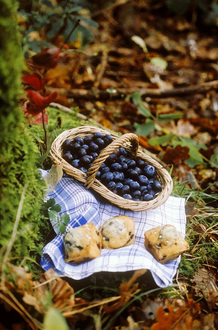 Blueberry muffins and basket of blueberries in forest
