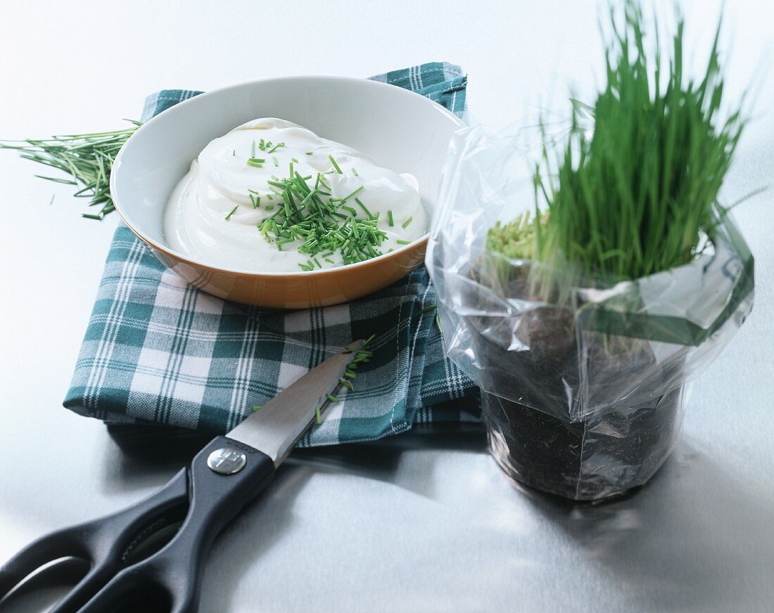 Quark with fresh chives