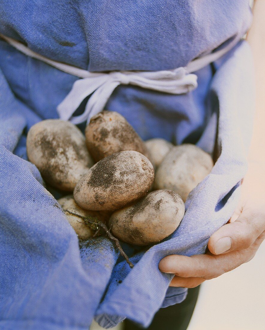 Person hält ungewaschene Kartoffeln in blauer Schürze
