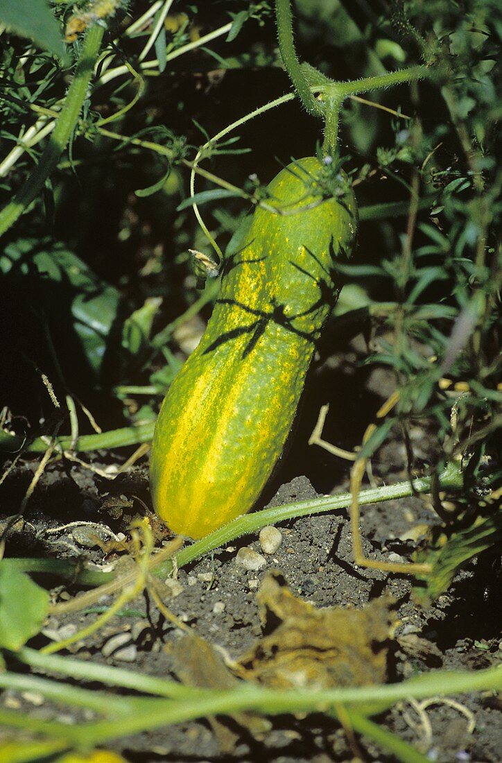 Gurke an der Pflanze auf dem Feld