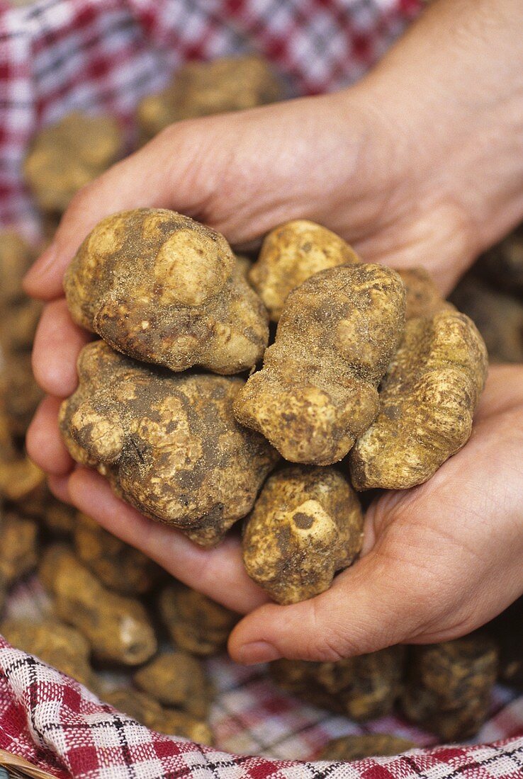 Hands holding white truffles
