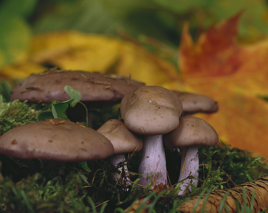 Blewits in a wood