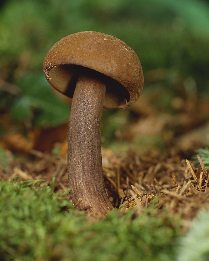 Mushroom in a wood