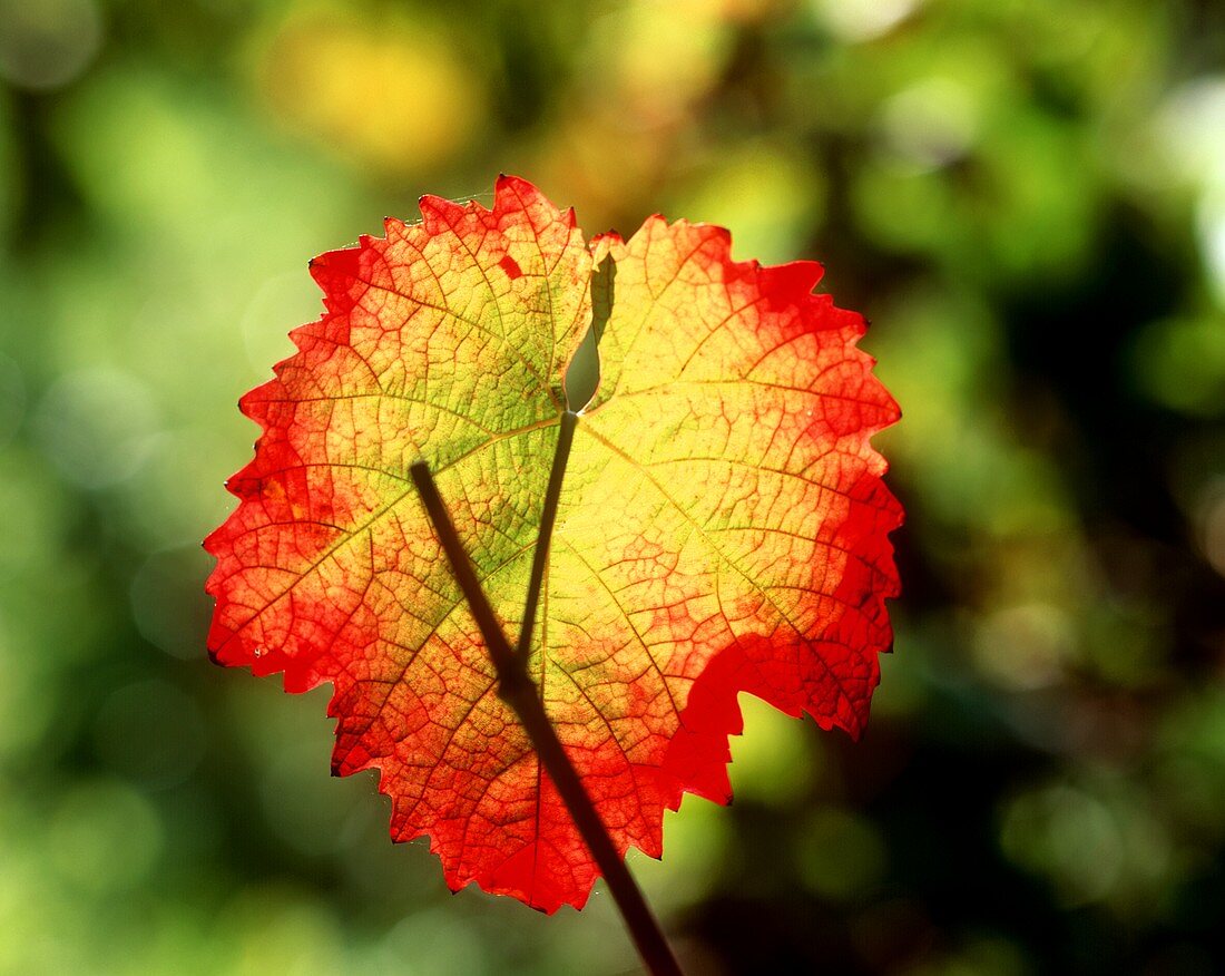 Herbstlich gefärbtes Weinblatt