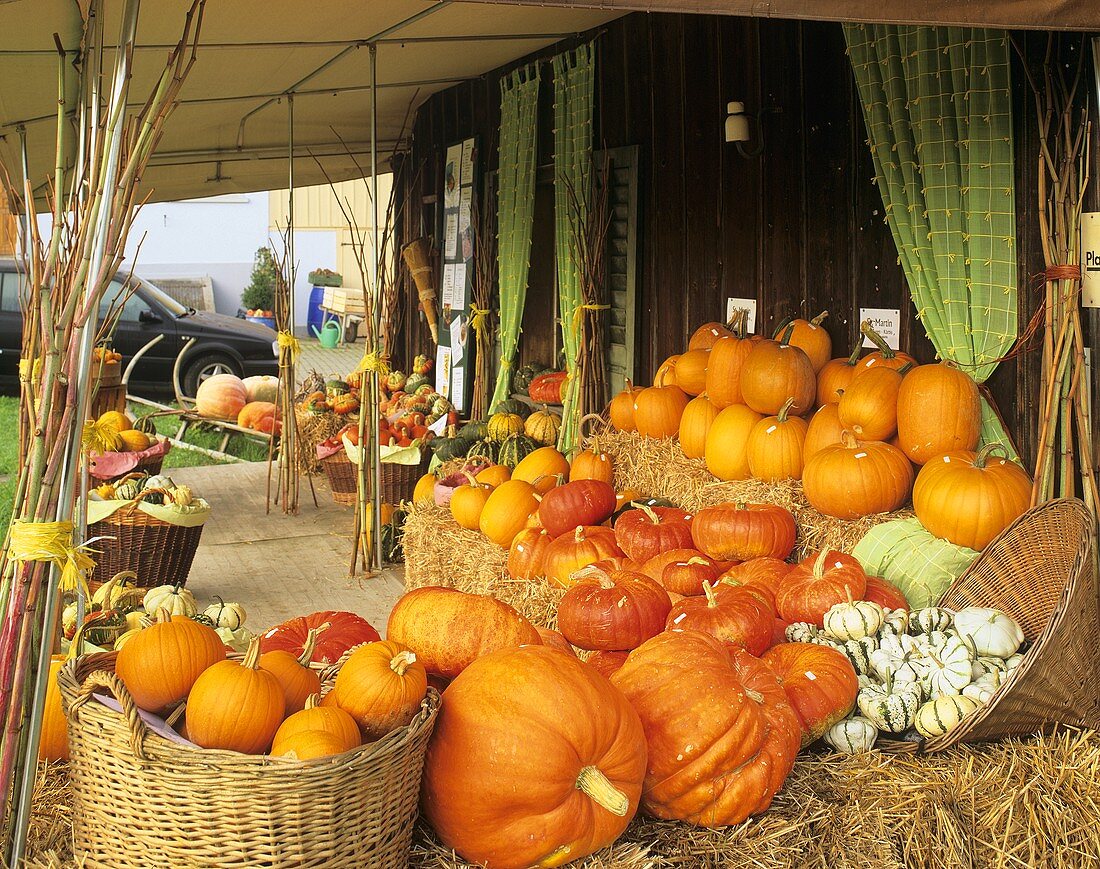 Pumpkins for sale at farm