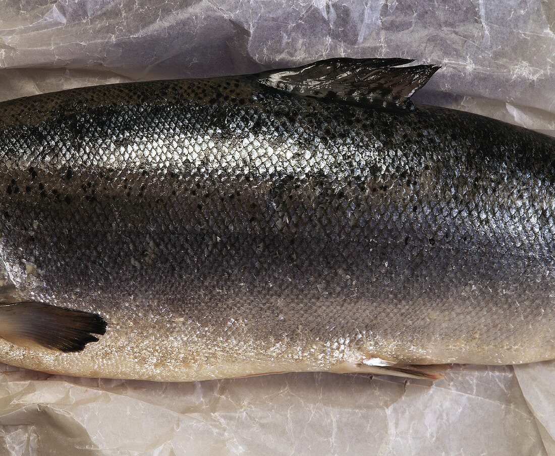 Salmon trout (middle part) on paper