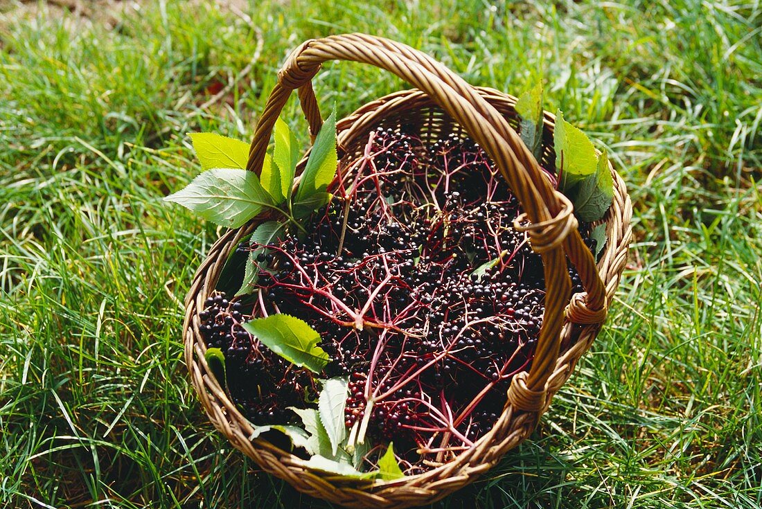 Elderberries in basket on grass