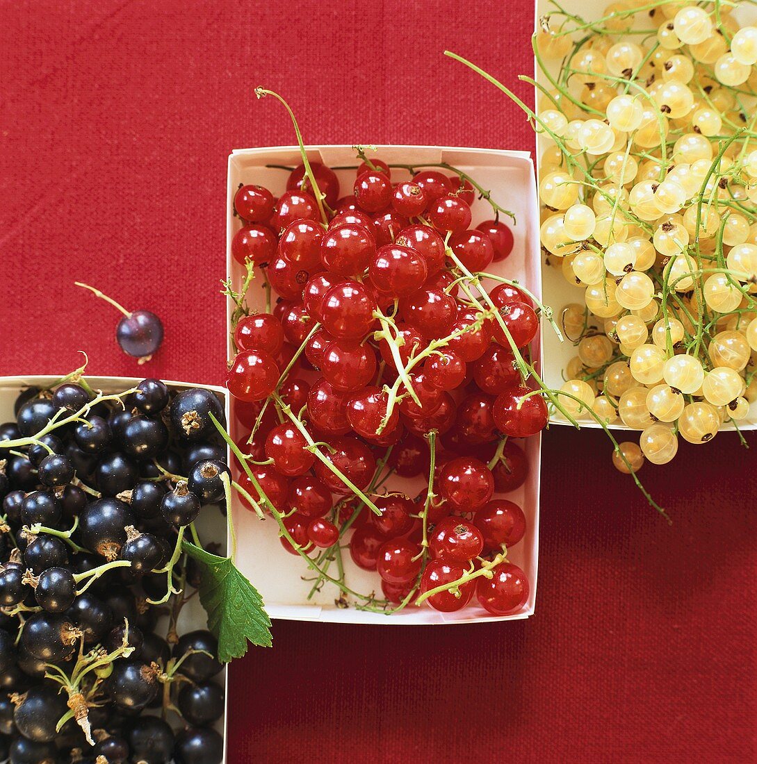 White-, red- and blackcurrants in cardboard punnets