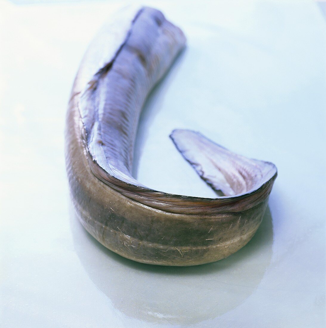 Fresh saltwater eel