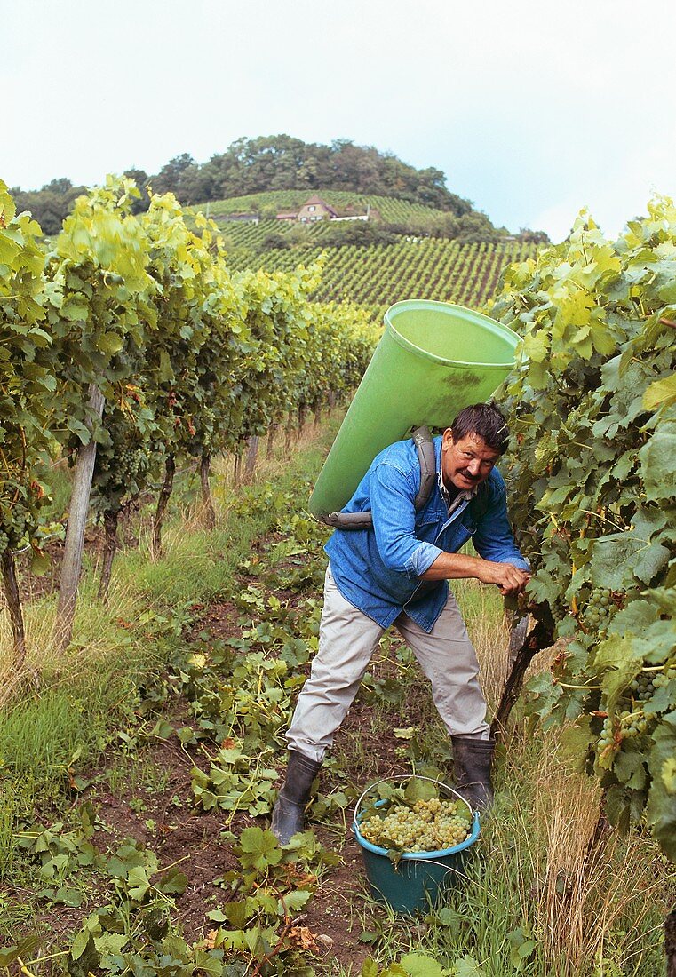 Grape picking in Stollberg vineyard, Handthal (Franconia)