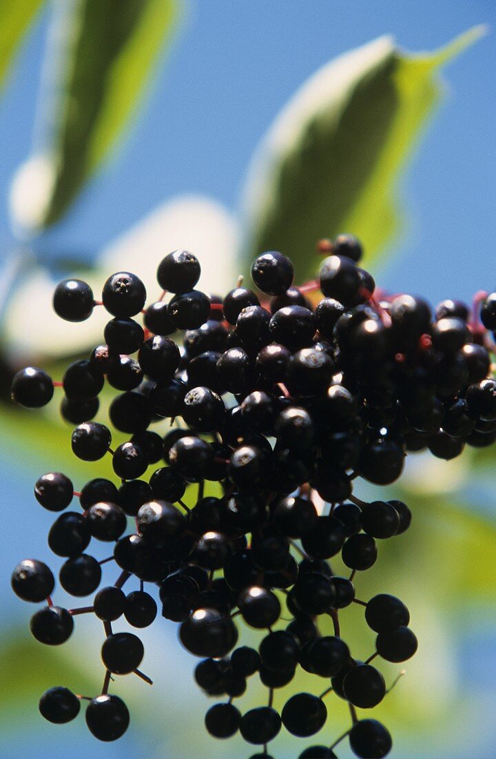 Elderberries on the branch