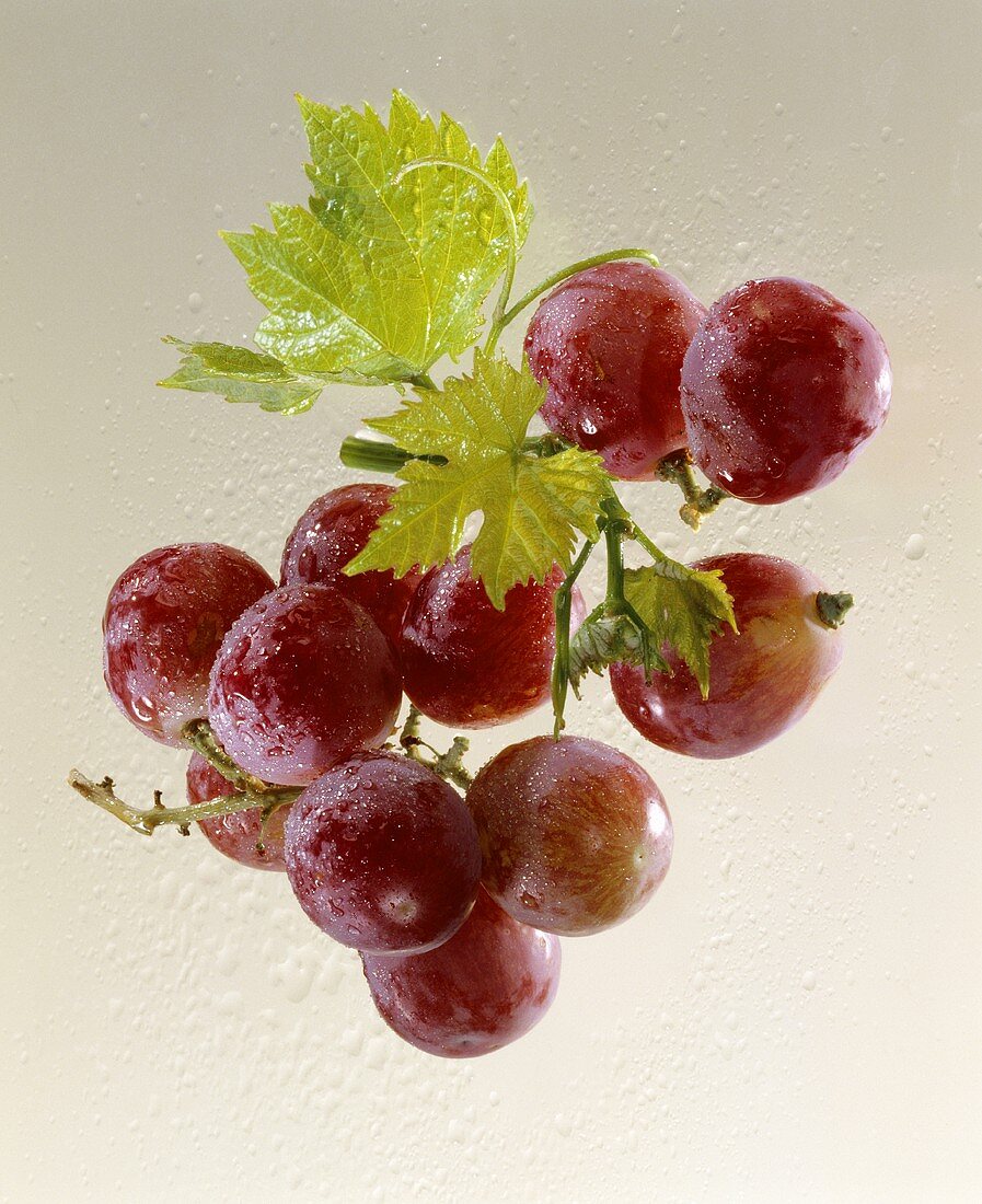 Red grapes with vine leaf and drops of water