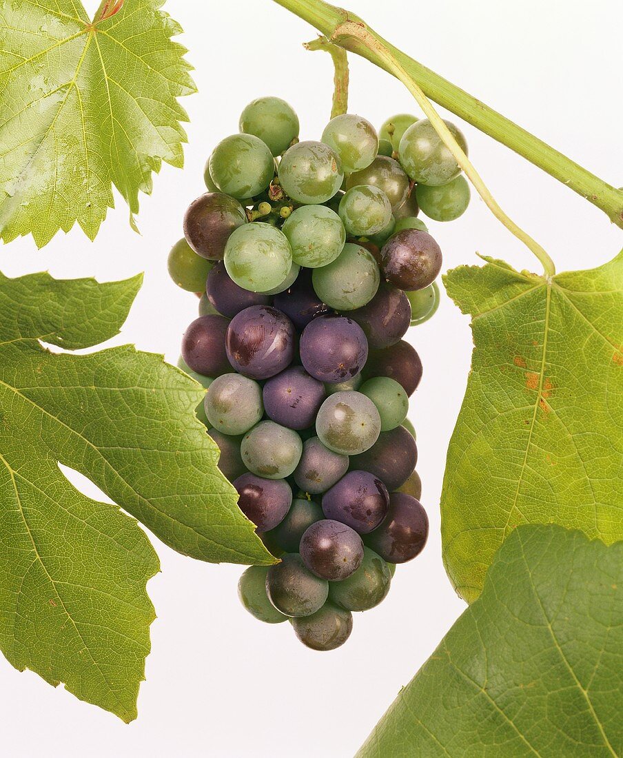 Red grapes, some unripe, on branch