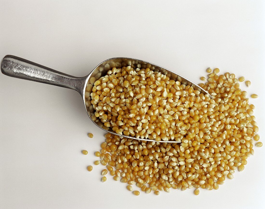 Grains of maize, some on metal scoop