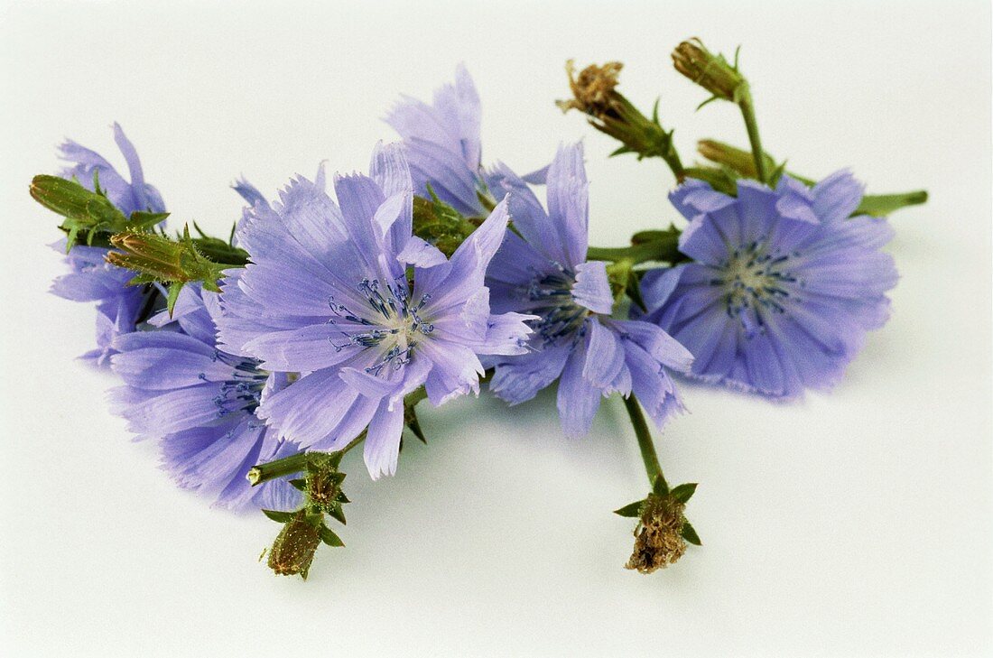 Wild chicory with flowers