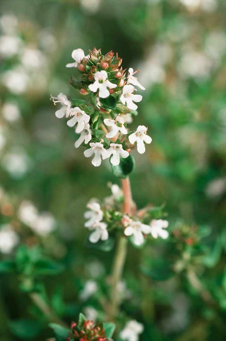 Thymian mit Blüten (Thymus vulgaris)