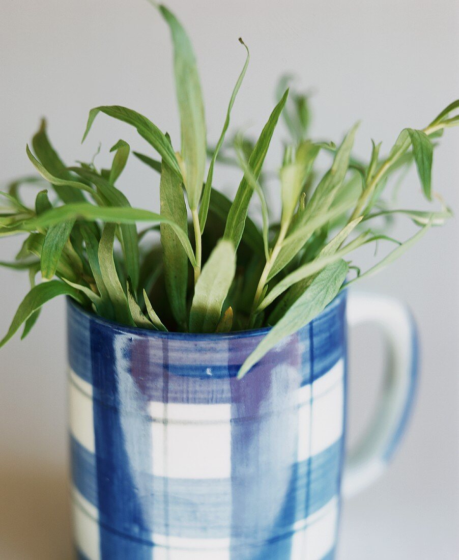 Tarragon in blue and white cup