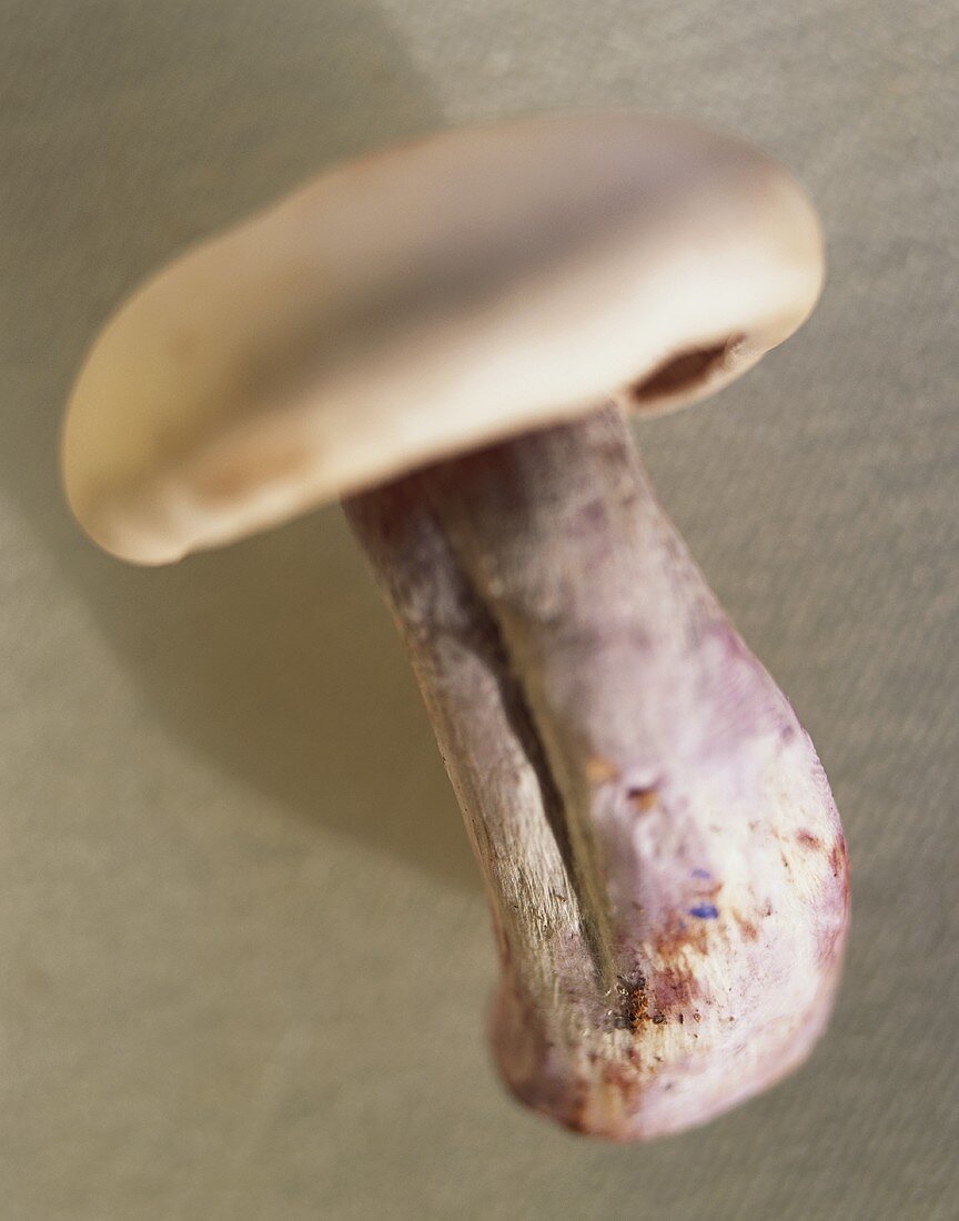 One Blewits mushroom