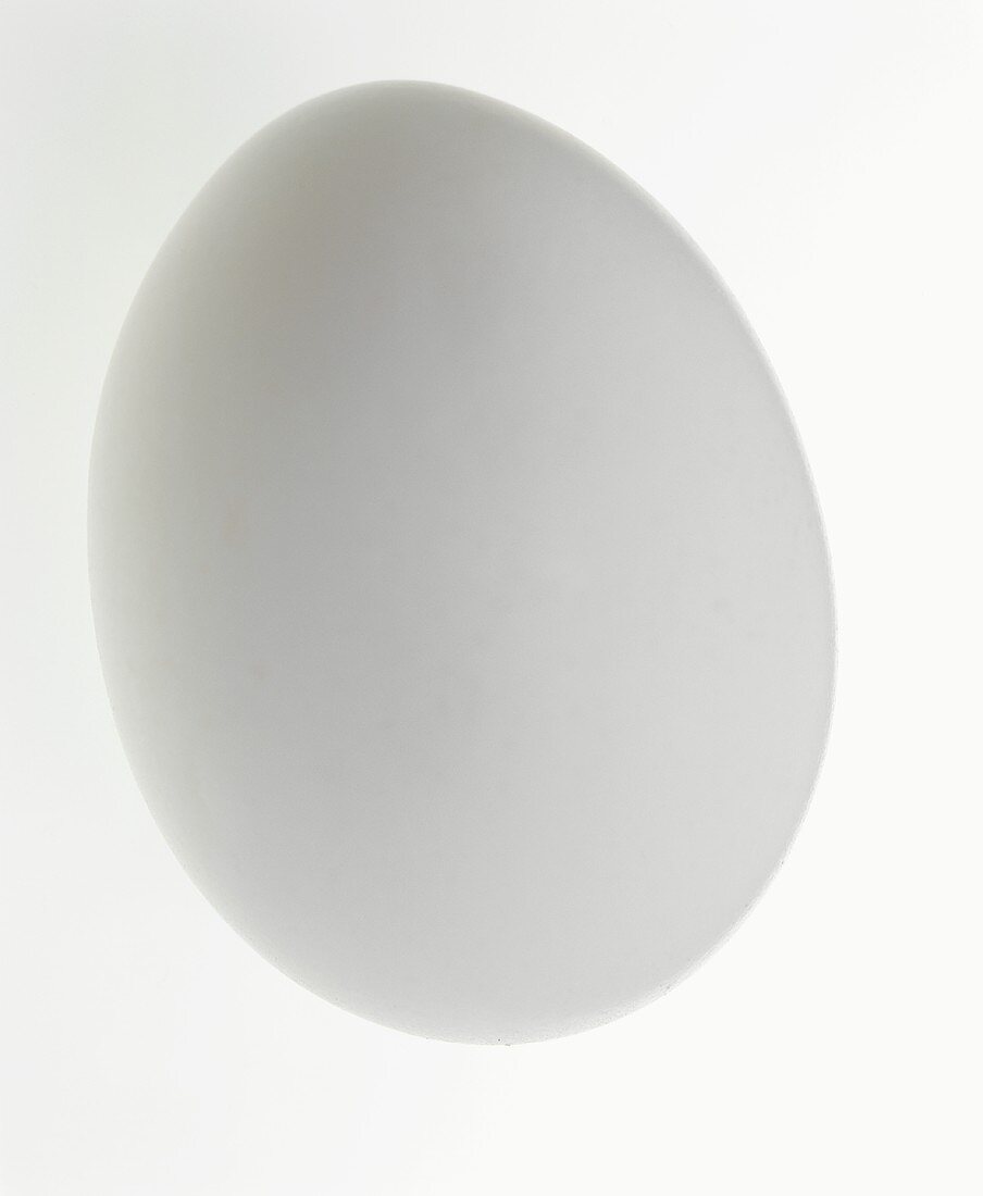 One White Egg