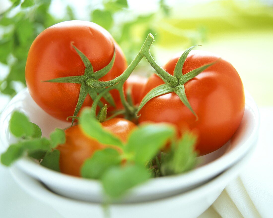 Vine tomatoes and fresh herbs in white dish