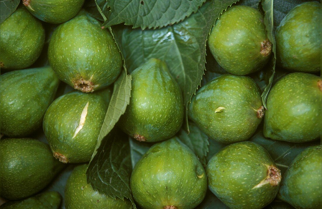 Green figs on leaves (filling the picture)