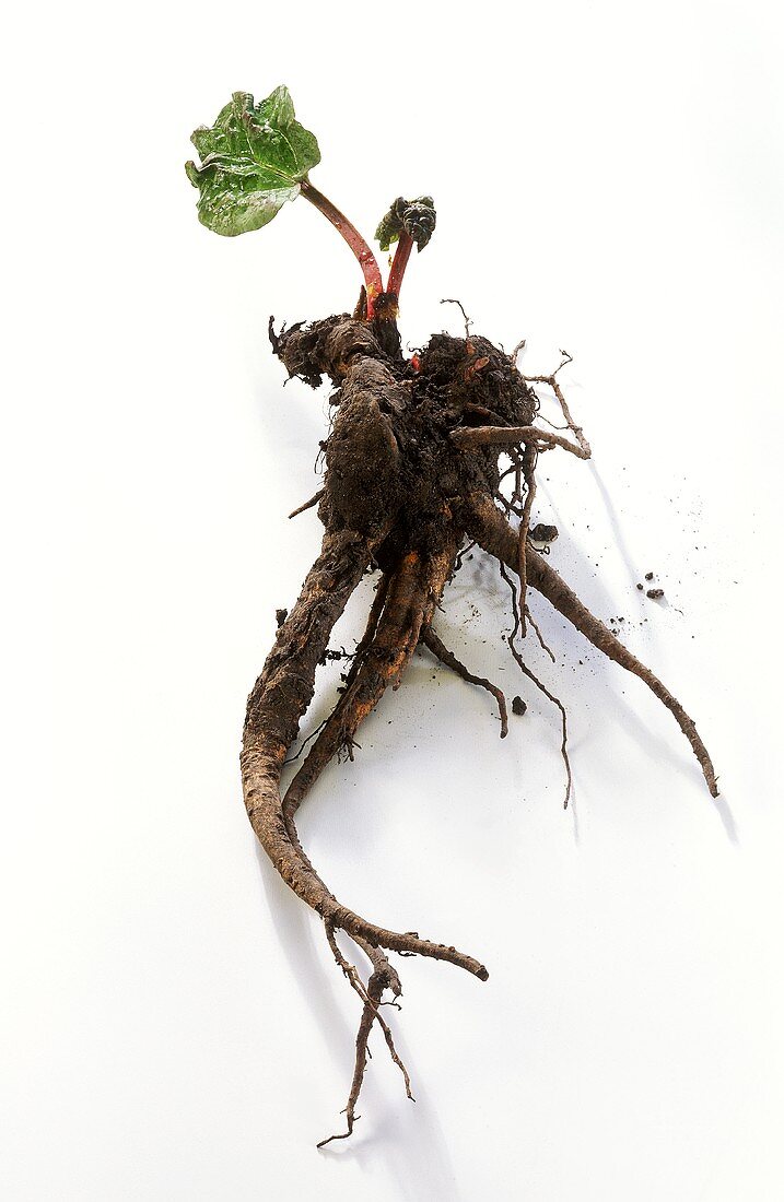 Rhabarberwurzel (Heilpflanze) mit einem Blatt Rabarber