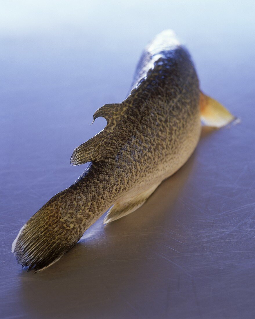 Freshwater burbot on blue background