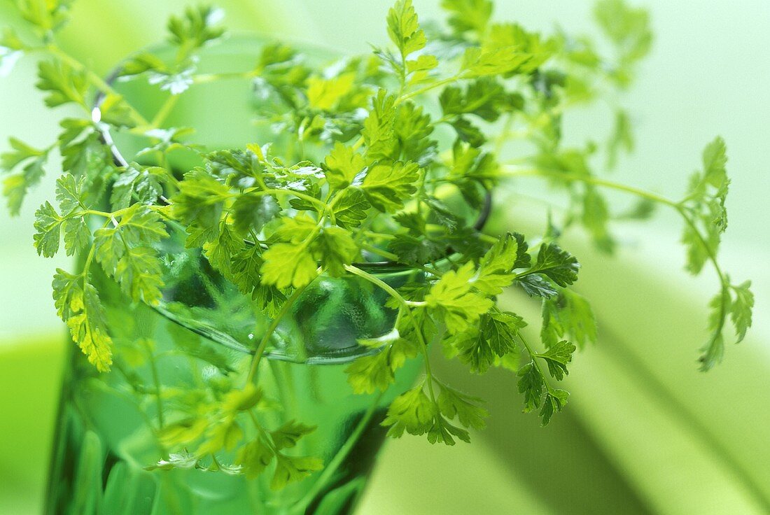 Fresh parsley in green glass