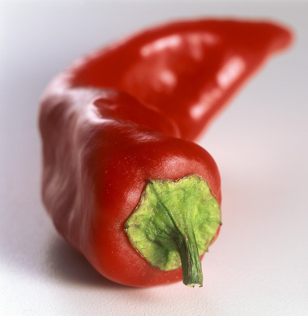 Red chili pepper (peperoncino)