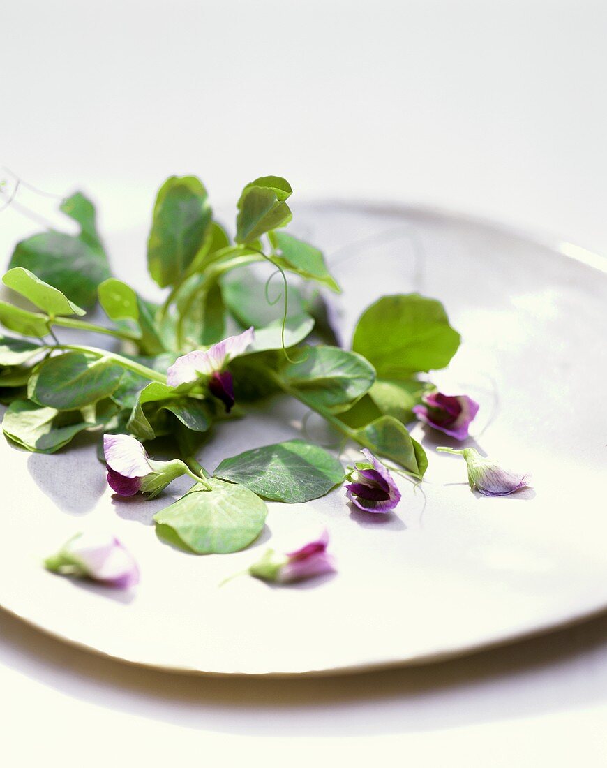 Erbsenranken und violette Erbsenblüten auf einem Teller