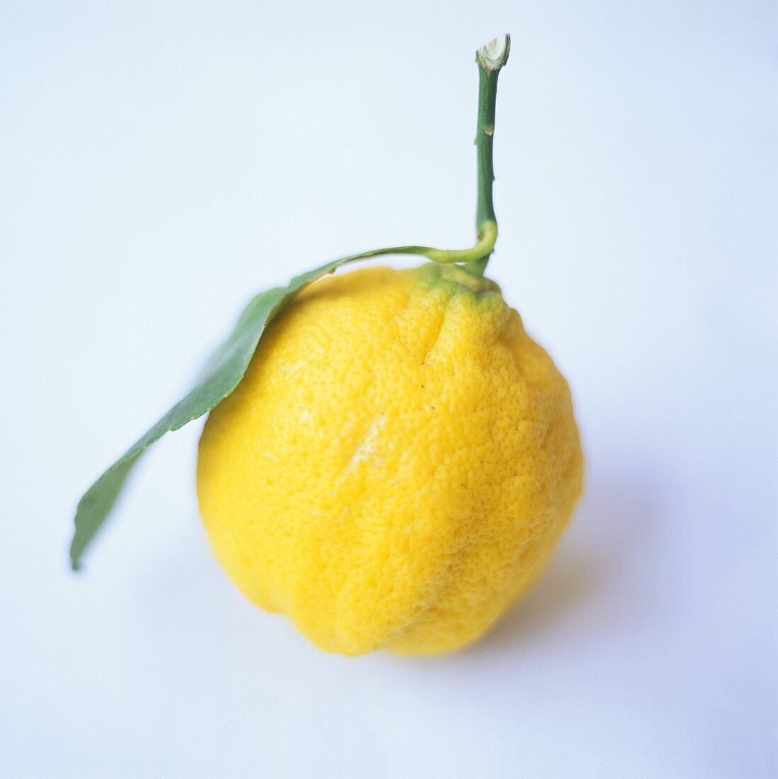 Lemon with stalk and leaf