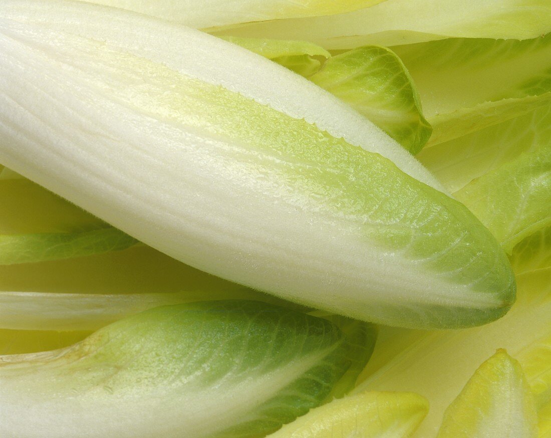 Chicory (filling the picture)